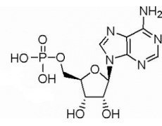 植物激素及核酸類(lèi)