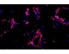 人原代細(xì)胞