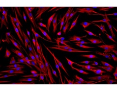人原代細(xì)胞