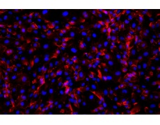 人原代細(xì)胞