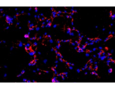 人原代細(xì)胞
