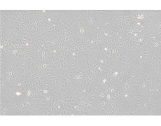 大鼠細(xì)胞系