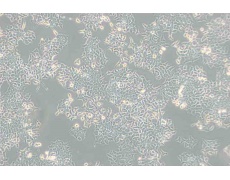 大鼠細(xì)胞系