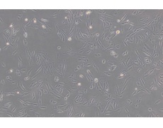 大鼠細(xì)胞系