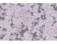 大鼠細(xì)胞系