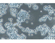 大鼠細(xì)胞系