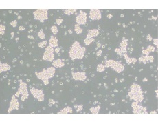 大鼠細(xì)胞系