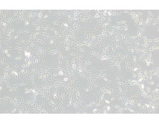 大鼠細(xì)胞系