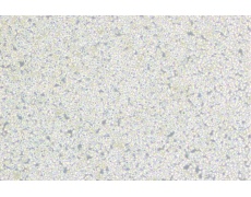 大鼠細(xì)胞系