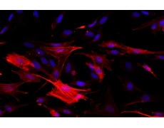 大鼠原代細(xì)胞