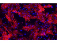 大鼠原代細(xì)胞