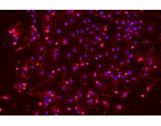 大鼠原代細(xì)胞