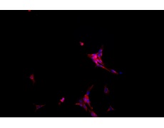 大鼠原代細(xì)胞
