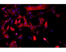 大鼠原代細(xì)胞