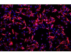 大鼠原代細(xì)胞
