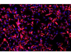 大鼠原代細(xì)胞