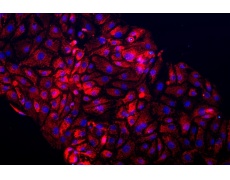 大鼠原代細(xì)胞