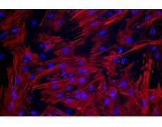 大鼠原代細(xì)胞