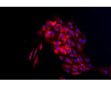 大鼠原代細(xì)胞