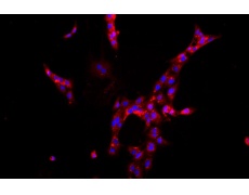大鼠原代細(xì)胞