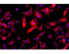大鼠原代細(xì)胞