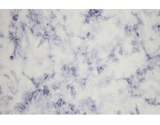 大鼠原代細(xì)胞