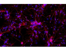 大鼠原代細(xì)胞