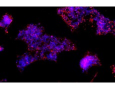 大鼠原代細(xì)胞