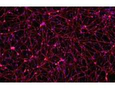 大鼠原代細(xì)胞