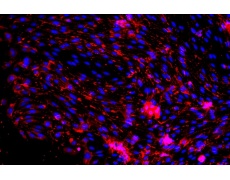 大鼠原代細(xì)胞