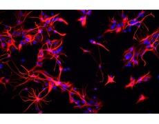 大鼠原代細(xì)胞