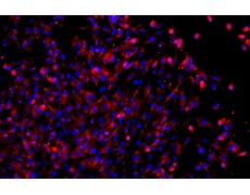 大鼠原代細(xì)胞