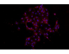 大鼠原代細(xì)胞