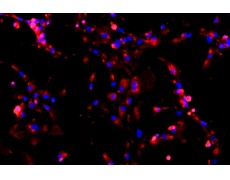 大鼠原代細(xì)胞