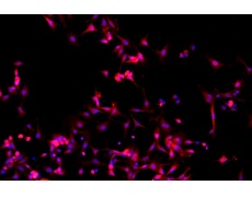 小鼠原代細(xì)胞