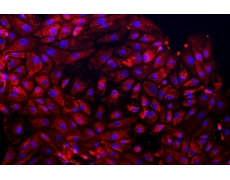 大鼠原代細(xì)胞