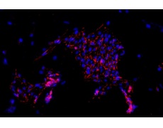 小鼠原代細(xì)胞