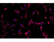 大鼠原代細(xì)胞