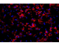 小鼠原代細(xì)胞