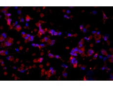 小鼠原代細(xì)胞