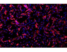 小鼠原代細(xì)胞