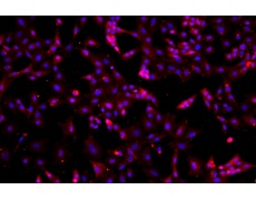 小鼠原代細(xì)胞