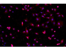 小鼠原代細(xì)胞