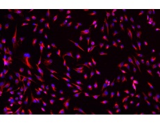 小鼠原代細(xì)胞