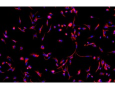 小鼠原代細(xì)胞