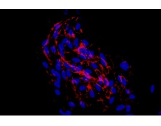 小鼠原代細(xì)胞