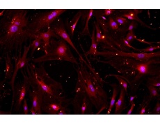 小鼠原代細(xì)胞