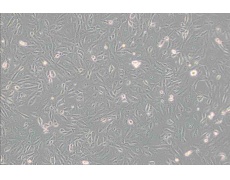 其他細(xì)胞系