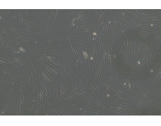 其他細(xì)胞系