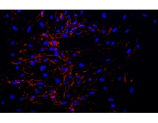 小鼠原代細(xì)胞